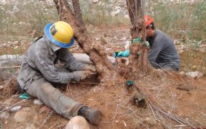 tree removal services